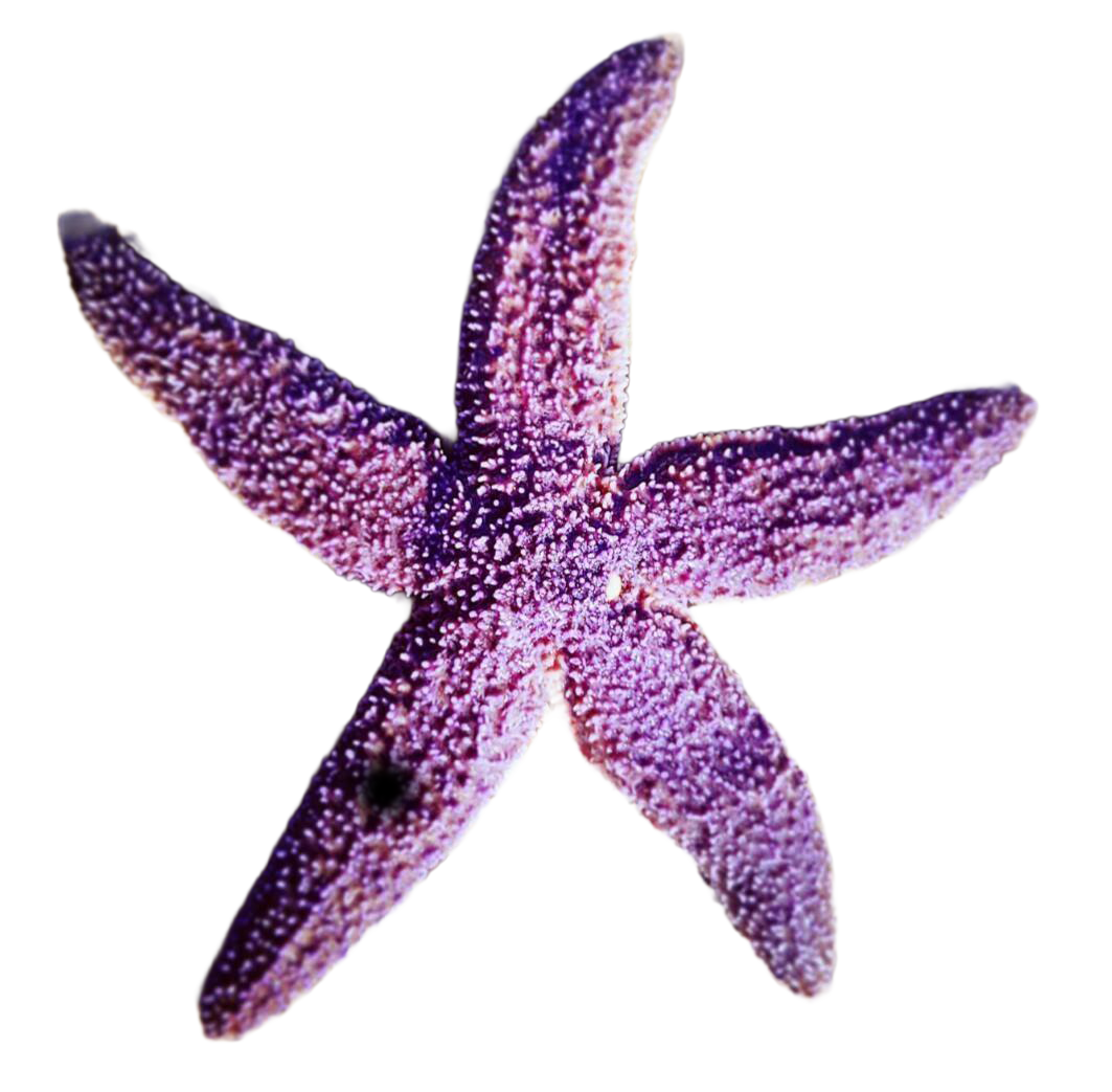 Akmonya Pansiyon Logo